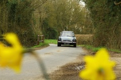 19_HRCR_Daffodil-682