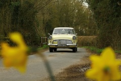 19_HRCR_Daffodil-688