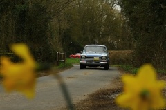 19_HRCR_Daffodil-689