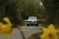 19_HRCR_Daffodil-690