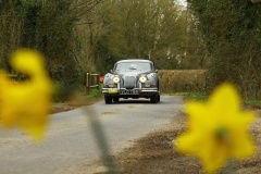 19_HRCR_Daffodil-693
