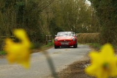 19_HRCR_Daffodil-696