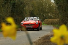 19_HRCR_Daffodil-697