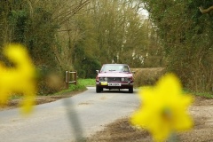 19_HRCR_Daffodil-756