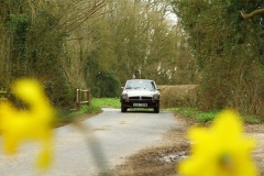 19_HRCR_Daffodil-773