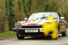19_HRCR_Daffodil-814